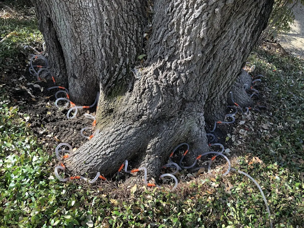 Detailed Shrub and Hedge Trimming job site in Cat Spring