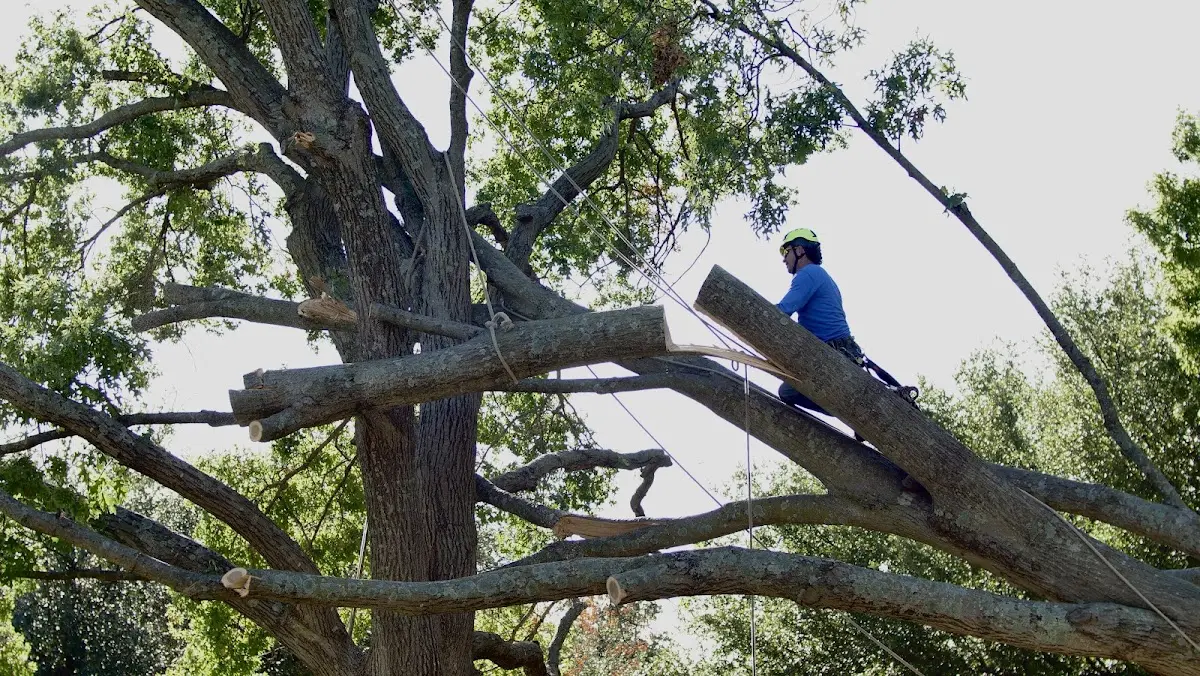 Professional Crown Thinning performed by certified arborists in Cat Spring