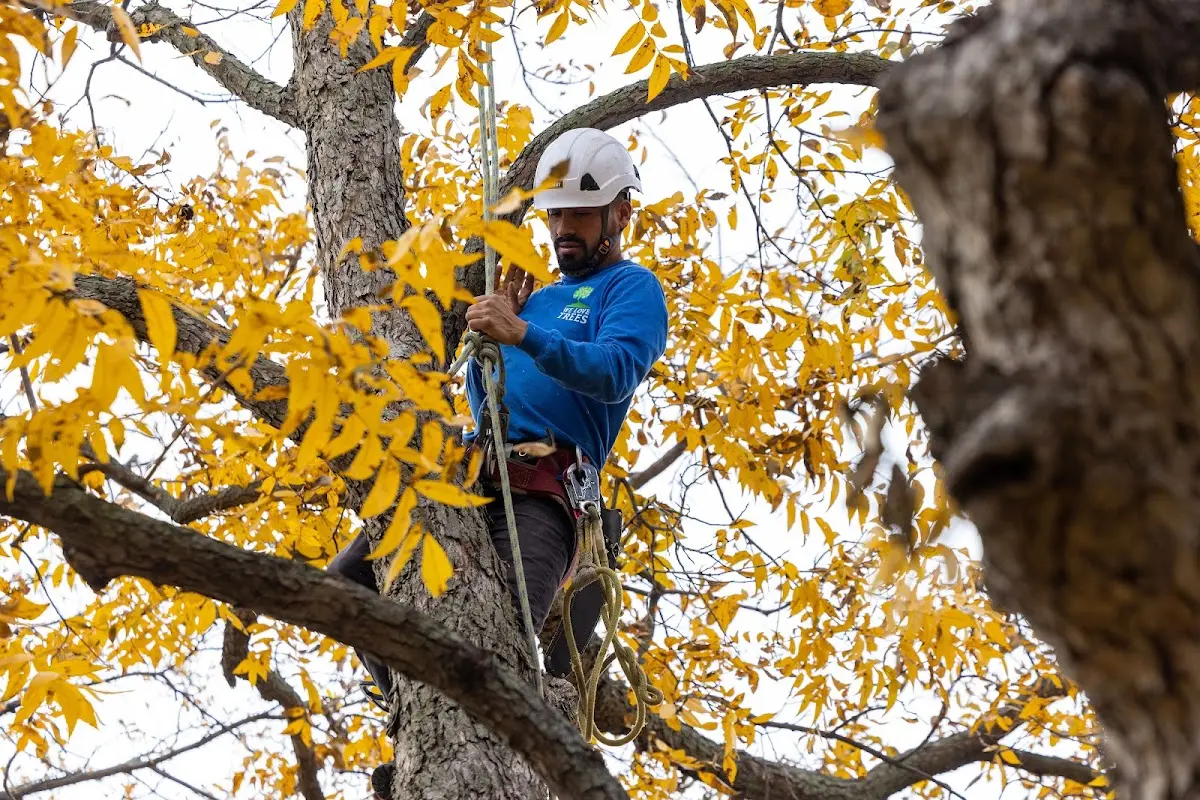 Skilled Tree Transplanting crew working in Cat Spring